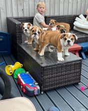 Amazing English bulldogs puppies available