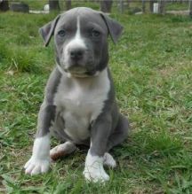 Beautiful CKC American Staffordshire Terrier Puppies