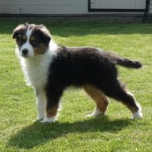 Cute Australian Shepherd puppies