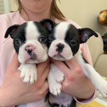 Gorgeous male and female Boston Terrier Puppies