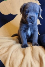 Healthy Cane Corso puppies available