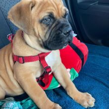 Quality, registered Bullmastiff puppies