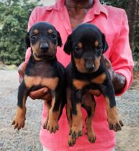 Well Trained Doberman puppies
