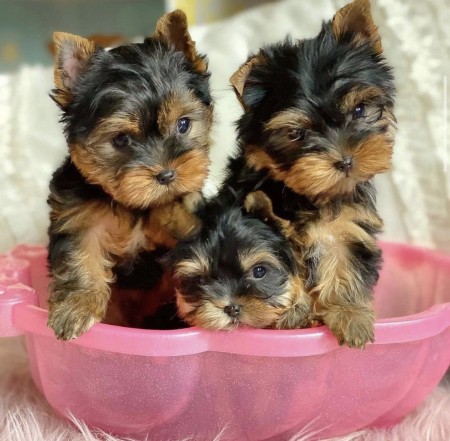 Beautiful CKC Yorkshire Terrier Puppies Image eClassifieds4u