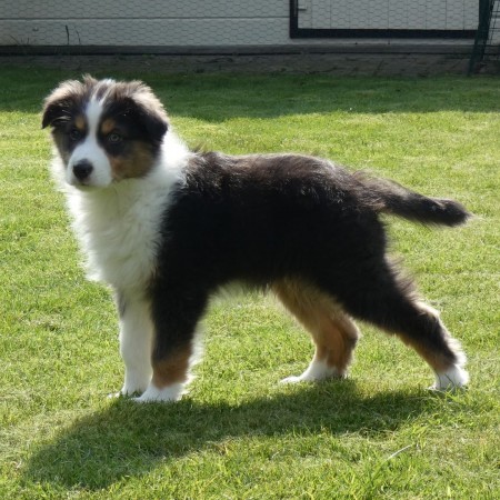Cute Australian Shepherd puppies Image eClassifieds4u