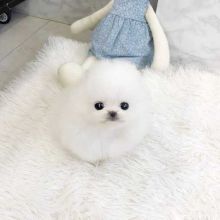 Charming male and female Poms puppies