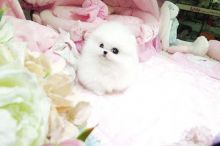 Charming Teacup Pomeranian Puppies available