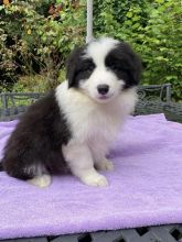 Border Collie puppies available