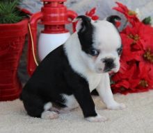 BOSTON TERRIER PUPPIES AVAILABLE