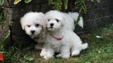 Charming Bichon Frise Puppies