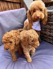 Cute Toy Poodle Puppies Available
