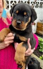 Lovely Rottweiler Puppies
