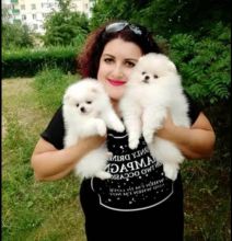 White Pomeranian Puppies Ready