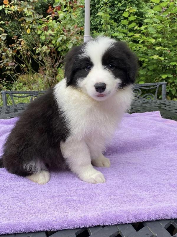 Border Collie puppies available Image eClassifieds4u