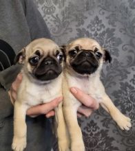 Available Pug Puppies Image eClassifieds4U