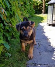 ???? Ckc ? Male ? Female ? German Shepherd Puppies ????Delivery is Possible????