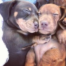 For Adoption: Dachshund Puppies,Ckc Reg.