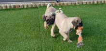 Purebred Pug Puppy for adoption