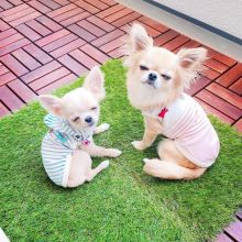 Two Chihuahua Puppies For Re-homing