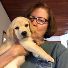 2 healthy, home trained Labrador Retriever pups for adoption.