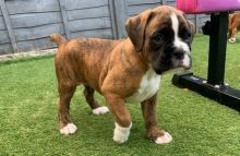adorable Boxer puppies available