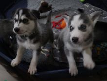 Blue Eyed Siberian Husky Puppies