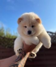 Chow Chow Puppies looking for a good home