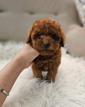 Cute Toy Poodle Available