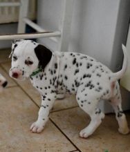 Dalmatian beautiful puppies