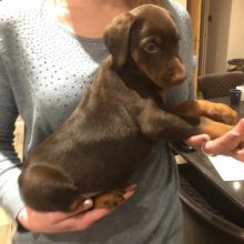 Dobermann puppies for adoption