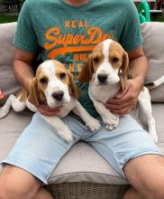 Fine Beagle Puppies For Adoption