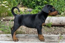 Gorgeous Doberman Puppies Available