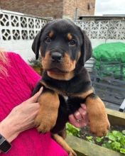 Gorgeous Rottweiler puppies for adoption
