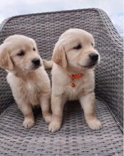 Healthy Golden Retriever Puppies For re-homing