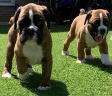 Healthy Two Boxer Puppies