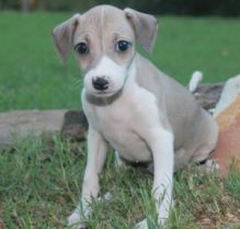 Italian Greyhound Puppies For Adoption