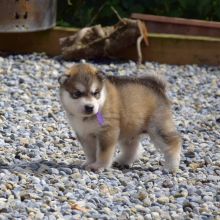 Lovely Alaskan Malamute puppies