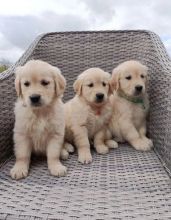 Nice Golden Retriever Puppies