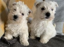 Purebred West Highland Terrier Puppies