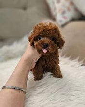 TOY POODLE PUPPIES AVAILABLE