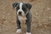 Trained Blue Nose Pitbull Puppies