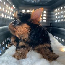 We have two beautiful Male and Female Yorkie puppies.