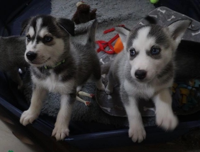 Blue Eyed Siberian Husky Puppies Image eClassifieds4u