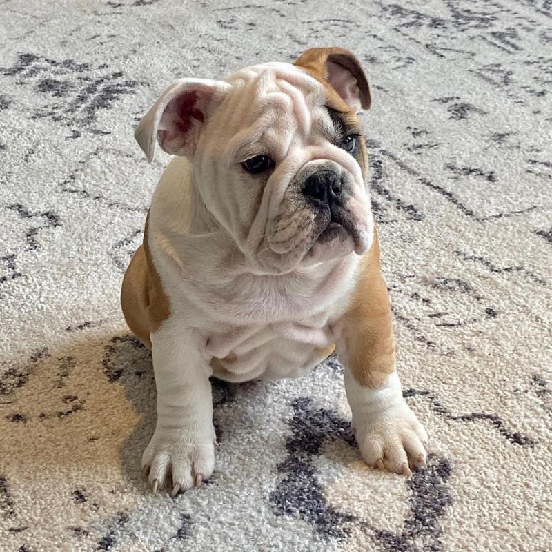 Ckc English Bulldog Puppies For Re-Homing Image eClassifieds4u