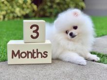 Charming Ckc Pomeranian Puppies For Adoption Image eClassifieds4U