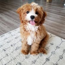 C.K.C MALE AND FEMALE CAVAPOO PUPPIES AVAILABLE Image eClassifieds4U