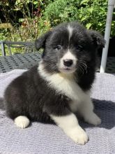 lovely Border Collie Puppies for new homes Image eClassifieds4U