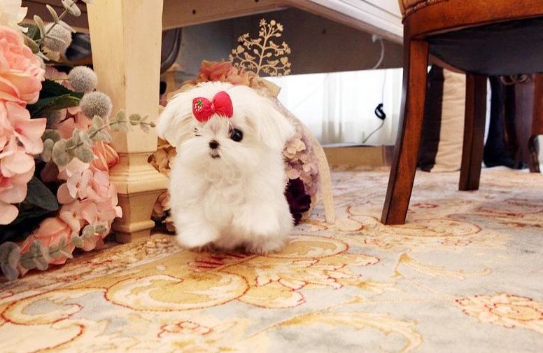 🐕💕 LOVELY MALTESE PUPPIES 🥰 READY FOR A NEW HOME 💕💕600$✅brookthomas490@gmail.com Image eClassifieds4u