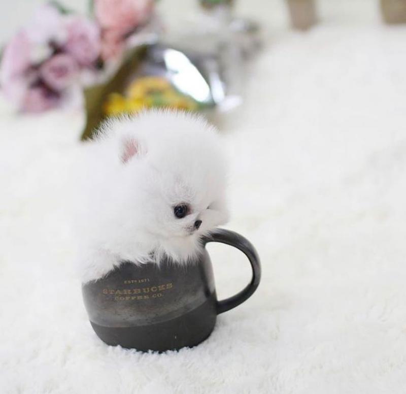 🐕💕 LOVELY POMERANIAN PUPPIES 🥰 READY FOR A NEW HOME 💕💕650$✅ Image eClassifieds4u