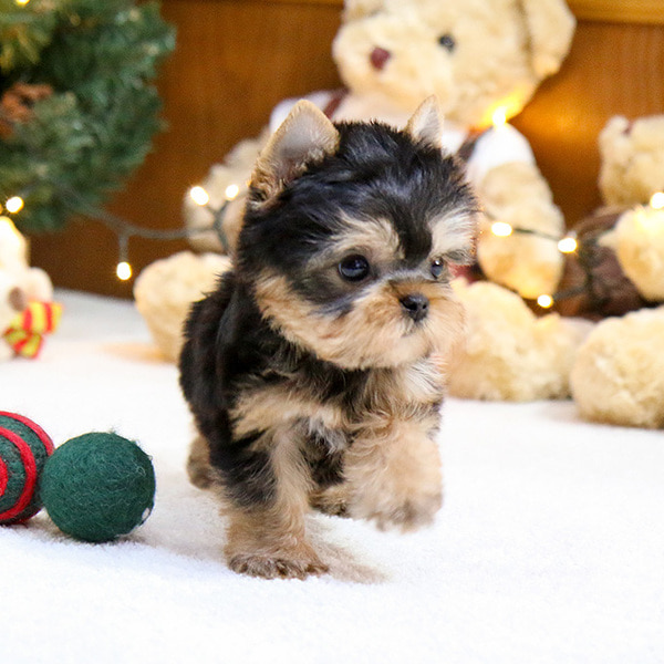 🐕💕 LOVELY YORKIE PUPPIES 🥰 READY FOR A NEW HOME 💕💕600$✅ Image eClassifieds4u